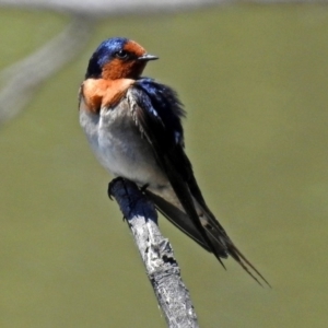 Hirundo neoxena at Fyshwick, ACT - 9 Nov 2017