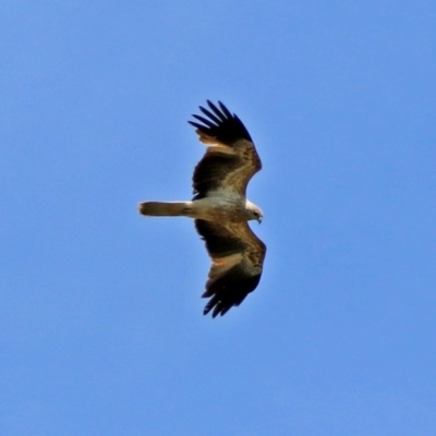 Haliastur sphenurus (Whistling Kite) at Fyshwick, ACT - 10 Nov 2017 by RodDeb