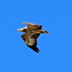 Haliaeetus leucogaster (White-bellied Sea-Eagle) at Fyshwick, ACT - 1 Nov 2017 by RodDeb