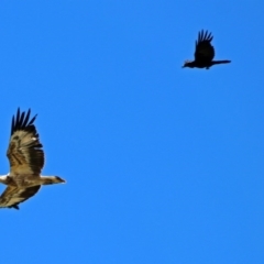 Haliaeetus leucogaster at Fyshwick, ACT - 1 Nov 2017 12:43 PM