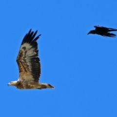 Haliaeetus leucogaster at Fyshwick, ACT - 1 Nov 2017 12:43 PM