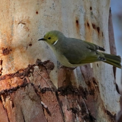 Ptilotula penicillata (White-plumed Honeyeater) at Fyshwick, ACT - 20 Aug 2017 by RodDeb