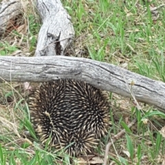 Tachyglossus aculeatus (Short-beaked Echidna) at Jerrabomberra, ACT - 1 Dec 2017 by Mike