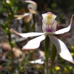 Caladenia moschata at Namadgi National Park - suppressed