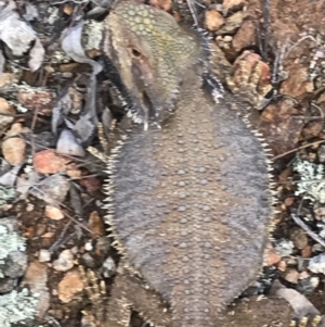 Pogona barbata at Canberra Central, ACT - suppressed