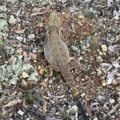 Pogona barbata at Canberra Central, ACT - suppressed