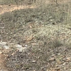 Pogona barbata at Canberra Central, ACT - suppressed