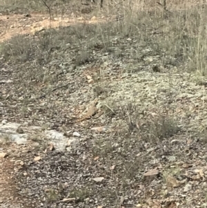 Pogona barbata at Canberra Central, ACT - suppressed