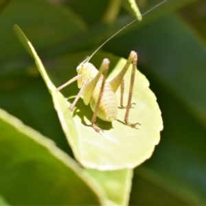 Caedicia simplex at Wamboin, NSW - 10 Nov 2017