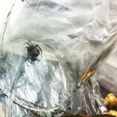 Latrodectus hasselti (Redback Spider) at Garran, ACT - 3 Dec 2017 by ruthkerruish