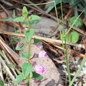 Scutellaria humilis at Isaacs Ridge - 3 Dec 2017 04:31 PM