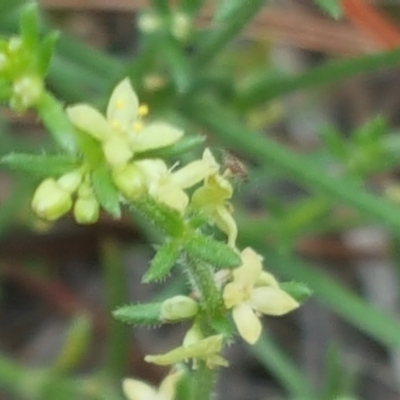 Galium gaudichaudii subsp. gaudichaudii (Rough Bedstraw) at Jerrabomberra, ACT - 3 Dec 2017 by Mike