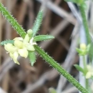 Galium gaudichaudii subsp. gaudichaudii at Jerrabomberra, ACT - 3 Dec 2017