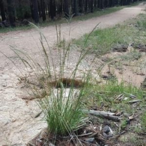 Eragrostis curvula at Isaacs, ACT - 3 Dec 2017