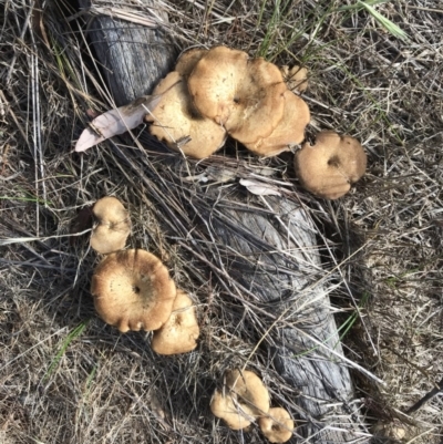 Lentinus arcularius (Fringed Polypore) at Watson, ACT - 3 Dec 2017 by AaronClausen