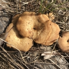 Lentinus arcularius at Watson, ACT - 3 Dec 2017 05:13 PM