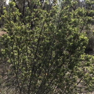 Styphelia triflora at Watson, ACT - 3 Dec 2017