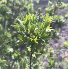 Styphelia triflora at Watson, ACT - 3 Dec 2017