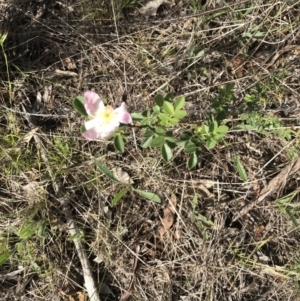 Rosa sp. at Watson, ACT - 3 Dec 2017