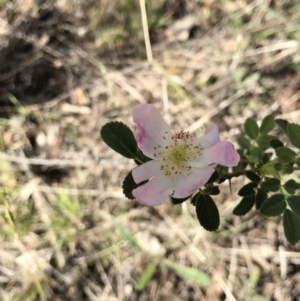 Rosa sp. at Watson, ACT - 3 Dec 2017