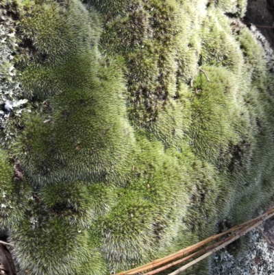 Grimmia sp. (A moss) at Majura, ACT - 3 Dec 2017 by AaronClausen