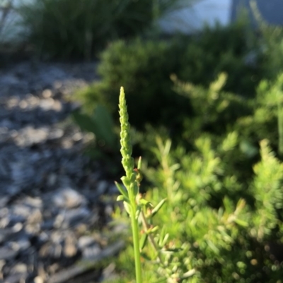 Microtis (genus) (onion orchids) at Watson, ACT - 3 Dec 2017 by AaronClausen
