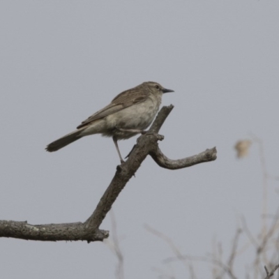 Cincloramphus mathewsi (Rufous Songlark) at Paddys River, ACT - 2 Dec 2017 by Alison Milton