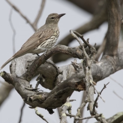 Oriolus sagittatus (Olive-backed Oriole) at Paddys River, ACT - 3 Dec 2017 by AlisonMilton