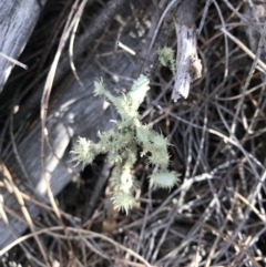 Usnea sp. (genus) (Bearded lichen) at Mount Majura - 3 Dec 2017 by AaronClausen