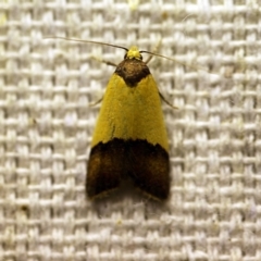 Heteroteucha dichroella (A Concealer moth (Wingia Group)) at O'Connor, ACT - 30 Nov 2017 by ibaird