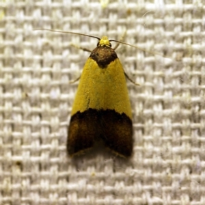 Heteroteucha dichroella at O'Connor, ACT - 30 Nov 2017