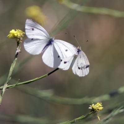 Pieris rapae (Cabbage White) at Fyshwick, ACT - 3 Dec 2017 by RodDeb