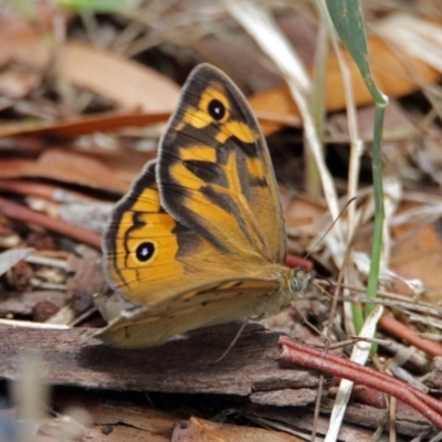 Heteronympha merope (Common Brown Butterfly) at Jerrabomberra Wetlands - 3 Dec 2017 by RodDeb