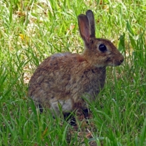 Oryctolagus cuniculus at Fyshwick, ACT - 3 Dec 2017