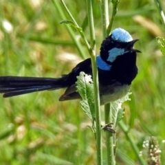 Malurus cyaneus (Superb Fairywren) at Fyshwick, ACT - 3 Dec 2017 by RodDeb