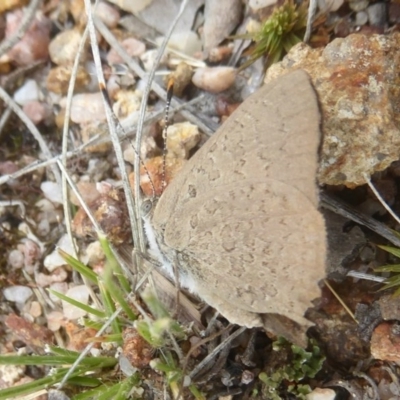 Paralucia pyrodiscus (Fiery Copper) at Kambah, ACT - 2 Dec 2017 by Christine