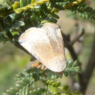 Mataeomera coccophaga (Brown Scale-moth) at Kambah, ACT - 3 Dec 2017 by Christine