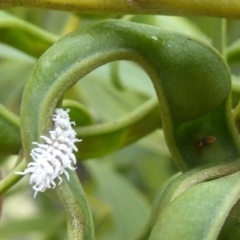 Cryptolaemus montrouzieri (Mealybug ladybird) at Kambah, ACT - 3 Dec 2017 by Christine