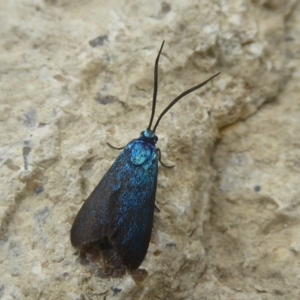 Pollanisus viridipulverulenta at Kambah, ACT - 3 Dec 2017