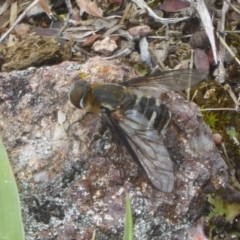 Villa sp. (genus) (Unidentified Villa bee fly) at Kambah, ACT - 3 Dec 2017 by Christine