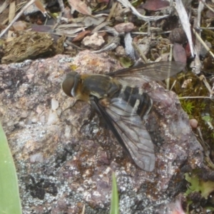 Villa sp. (genus) at Kambah, ACT - 3 Dec 2017