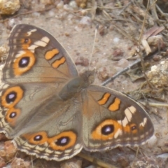 Junonia villida (Meadow Argus) at Kambah, ACT - 2 Dec 2017 by Christine