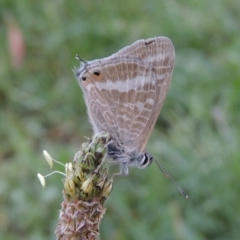 Lampides boeticus (Long-tailed Pea-blue) at Pollinator-friendly garden Conder - 25 Nov 2017 by michaelb