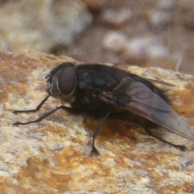 Rutilia (Donovanius) sp. (genus & subgenus) (A Bristle Fly) at Kambah, ACT - 3 Dec 2017 by Christine