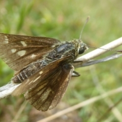 Trapezites luteus (Yellow Ochre, Rare White-spot Skipper) at Kambah, ACT - 2 Dec 2017 by Christine