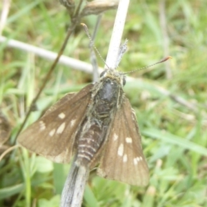 Trapezites luteus at Kambah, ACT - 3 Dec 2017