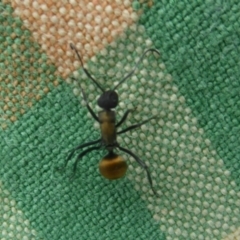 Polyrhachis ammon (Golden-spined Ant, Golden Ant) at Kambah, ACT - 2 Dec 2017 by Christine