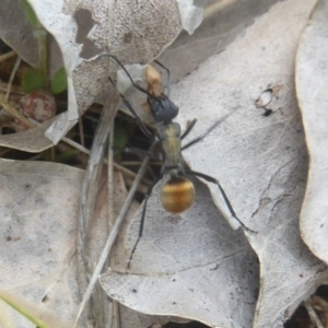 Polyrhachis ammon at Kambah, ACT - 3 Dec 2017