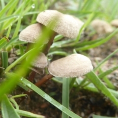 zz agaric (stem; gills white/cream) at Kambah, ACT - 3 Dec 2017 by Christine