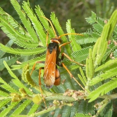 Cryptocheilus bicolor (Orange Spider Wasp) at Kambah, ACT - 2 Dec 2017 by Christine